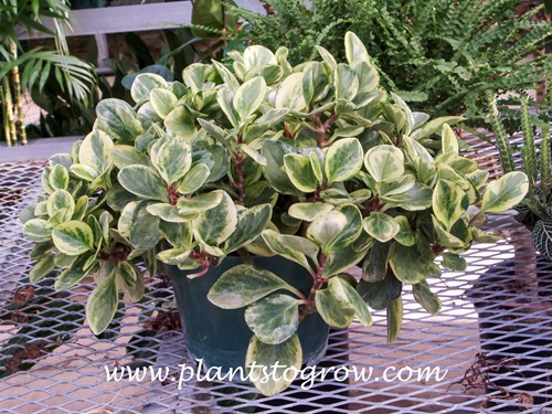 Variegated Rubber Plant (Peperomia obtusifolia variegatum)